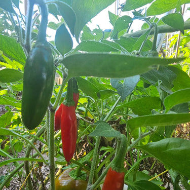 Pepper Joe's Serrano Pepper Seeds - The Pepper Pantry (Formerly Marie Sharp's)